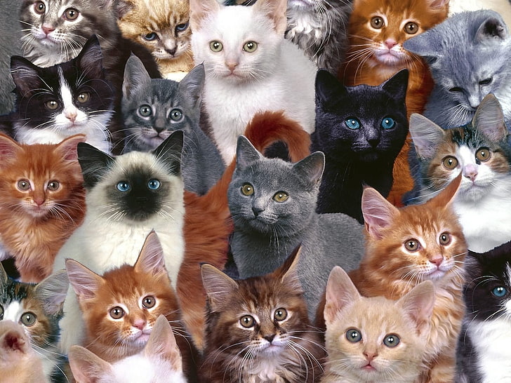 polera todos los gatos!! - amplitudmodulada